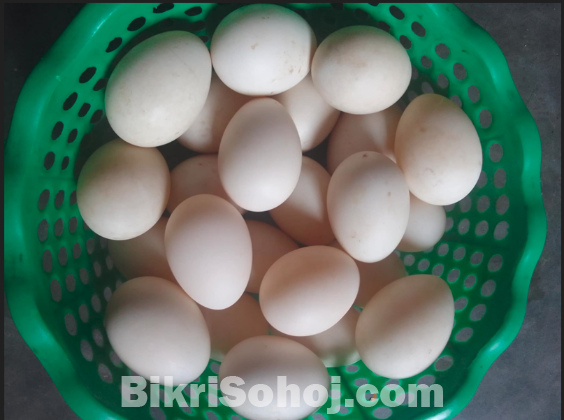 চীনা হাসের বিজ ডিম